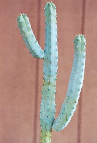 Myrtillocactus_geometrizans_2